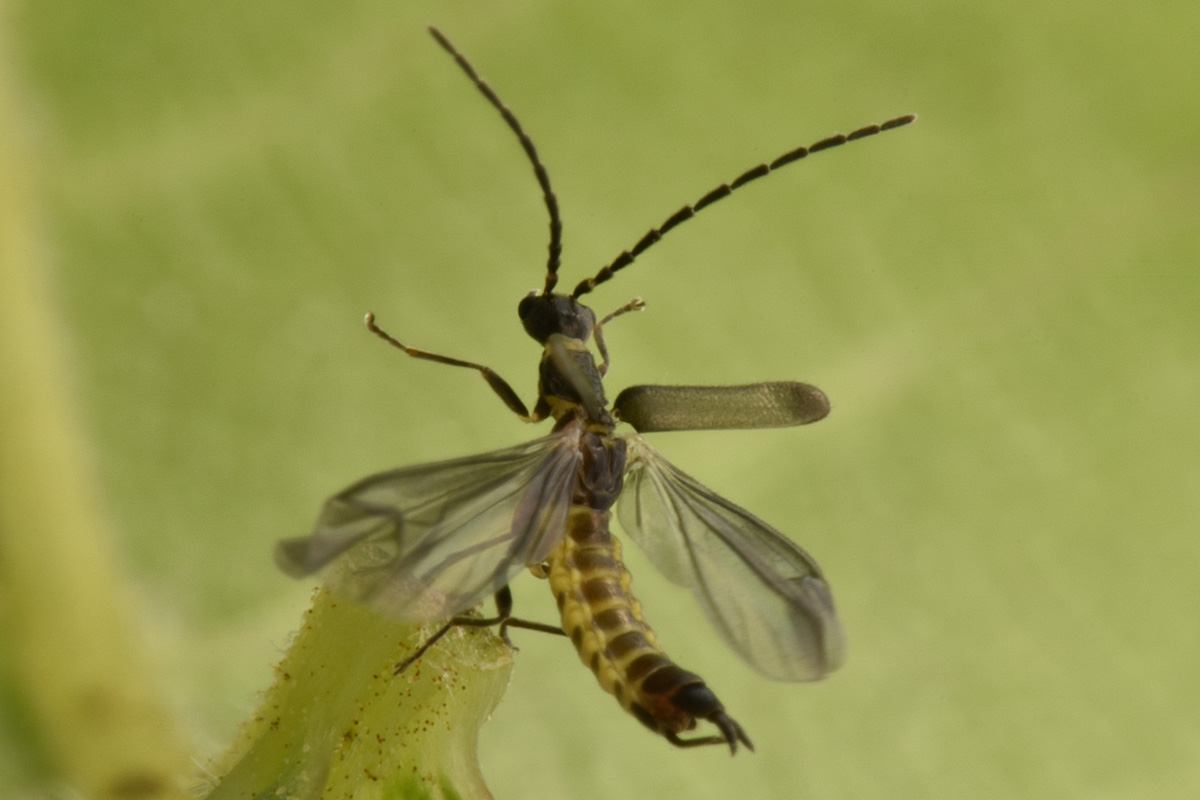 Cantharidae: quale Malthodes?  Malthodes parthenias